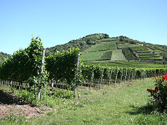 Kaiserstuhl