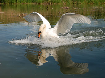 Schwan in Taubergiessen