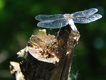 Libelle in Taubergiessen